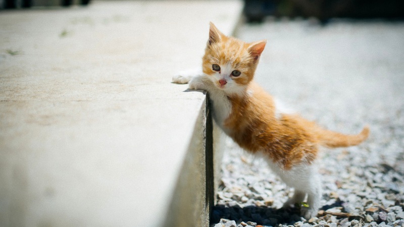 软乎乎小猫咪电脑桌面壁纸 高清动物壁纸安排上了