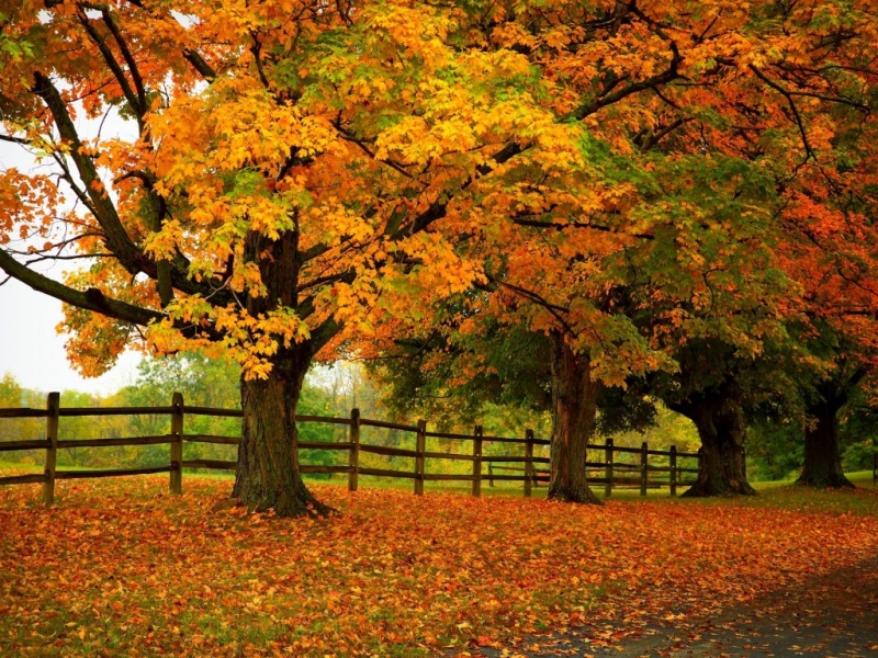 秋日林间风景电脑壁纸！自然公园氛围感拉满