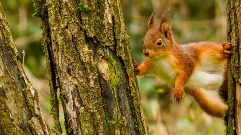 森林里的软萌小松鼠！这套电脑壁纸太治愈了