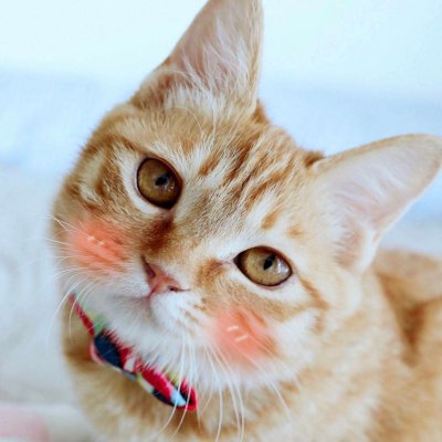 14组搞怪猫狗情侣头像 一对两张高清图来啦