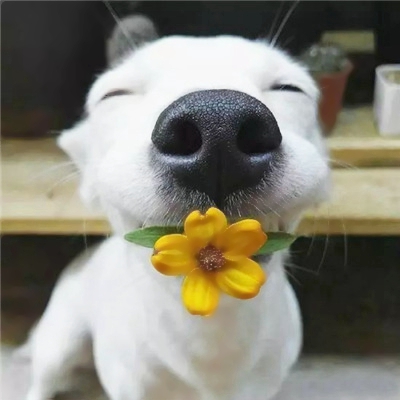 找乐子！22组奇葩搞笑情侣头像 一对两张高清逗比款