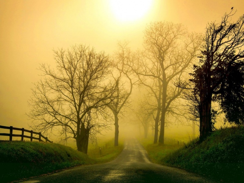 晨雾林间公路栅栏 氛围感拉满的电脑桌面壁纸