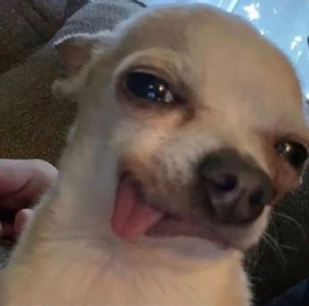 聊天斗图神器！这套小动物无字表情包太好用了