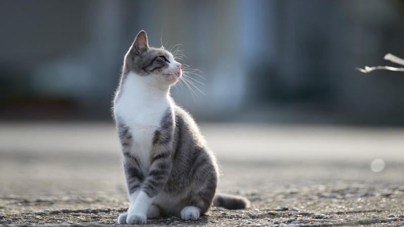 猫咪优雅站姿治愈壁纸_高清可爱动物桌面壁纸