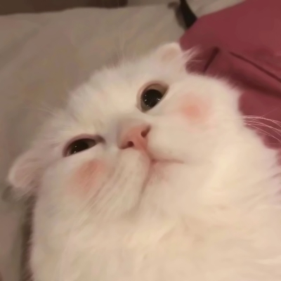 超萌两只猫咪情侣头像！24张高清可爱款直接存