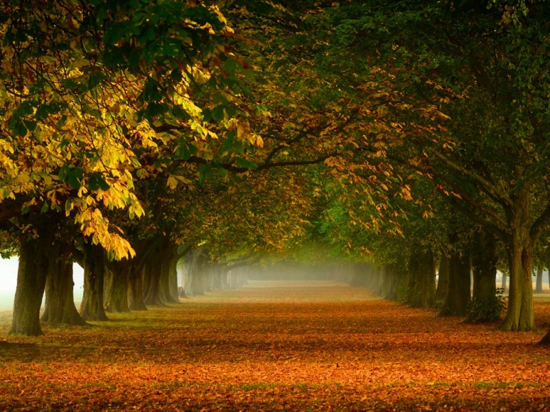 秋日胡同落叶风景电脑壁纸