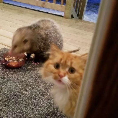 超萌两只猫咪情侣头像！24张高清可爱款直接存