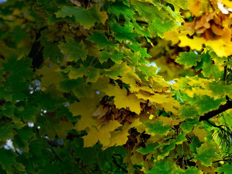 秋日落叶树枝自然风电脑壁纸