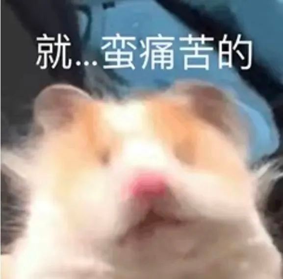 聊天斗图必备！这套小仓鼠表情包太会整活了