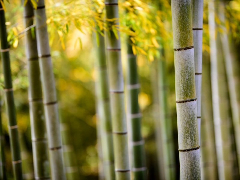 竹林自然风景电脑壁纸上新