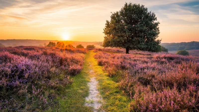 早间路边花树风景 多款高清电脑壁纸可选