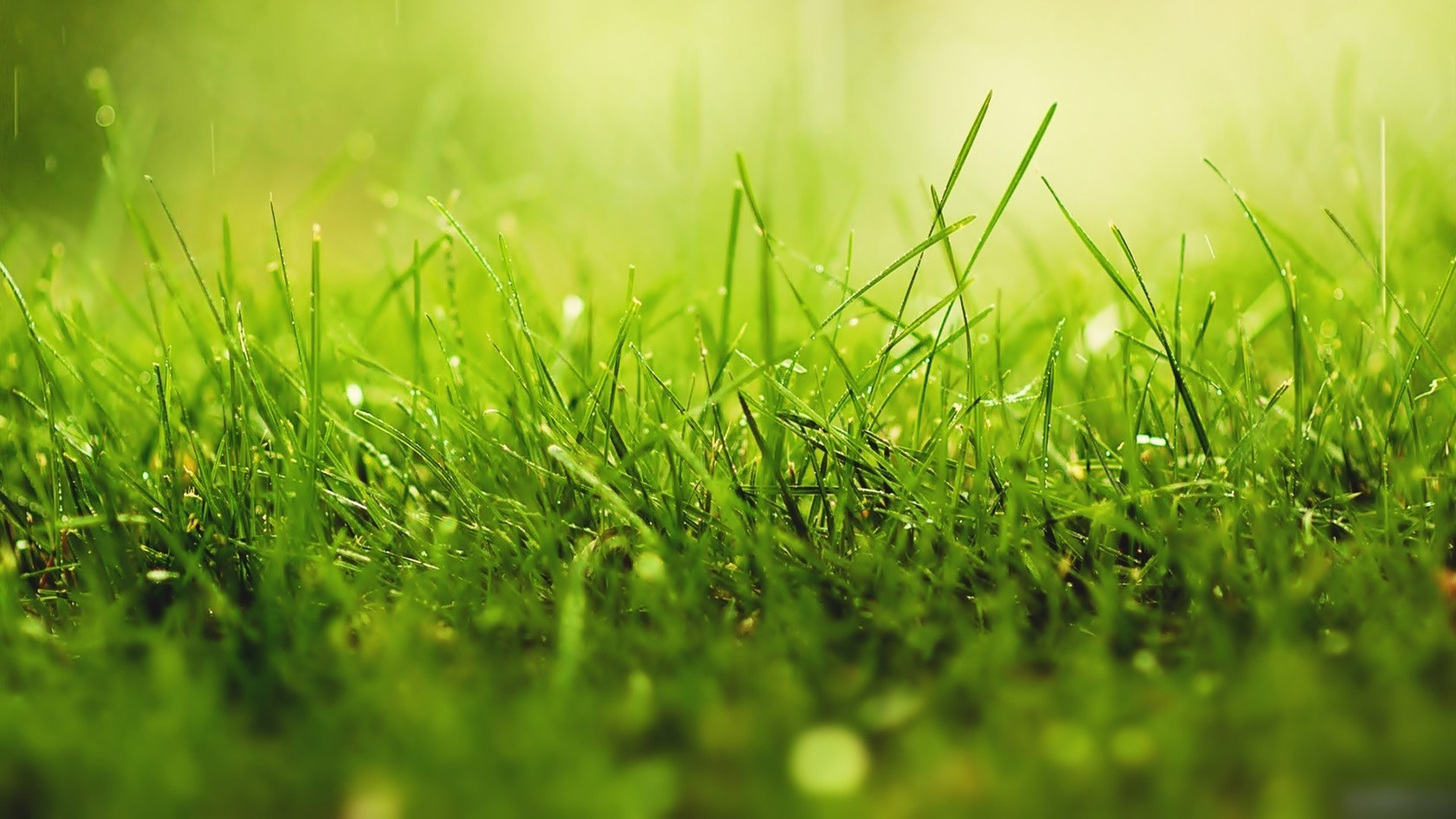 清新草绿带露水的电脑桌面动漫风景壁纸