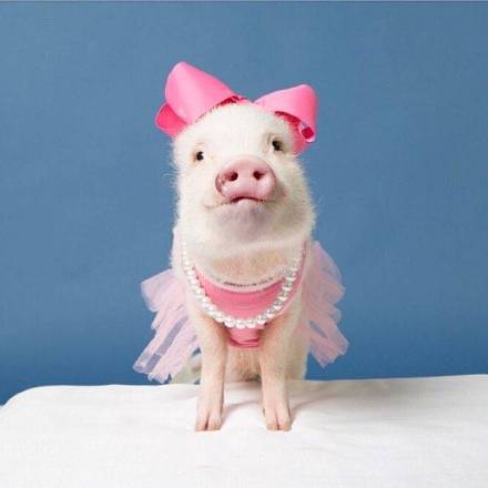 超可爱猪猪情侣头像来啦