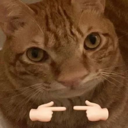 铲屎官集合！超萌猫猫狗狗揣手手表情包来啦