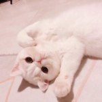 软萌猫咪情侣头像！18组一左一右高清可爱款