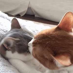 快来吸猫！这套Riepoyonn喵星人猫片表情包太治愈了