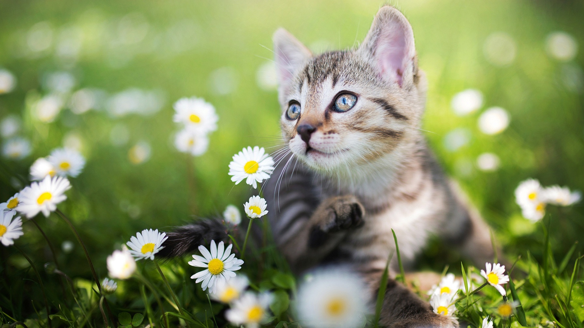 夏日雏菊猫咪电脑壁纸_高清治愈系动物桌面壁纸