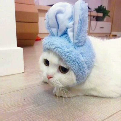 猫咪情侣头像来啦！28组高清可爱款一对两张