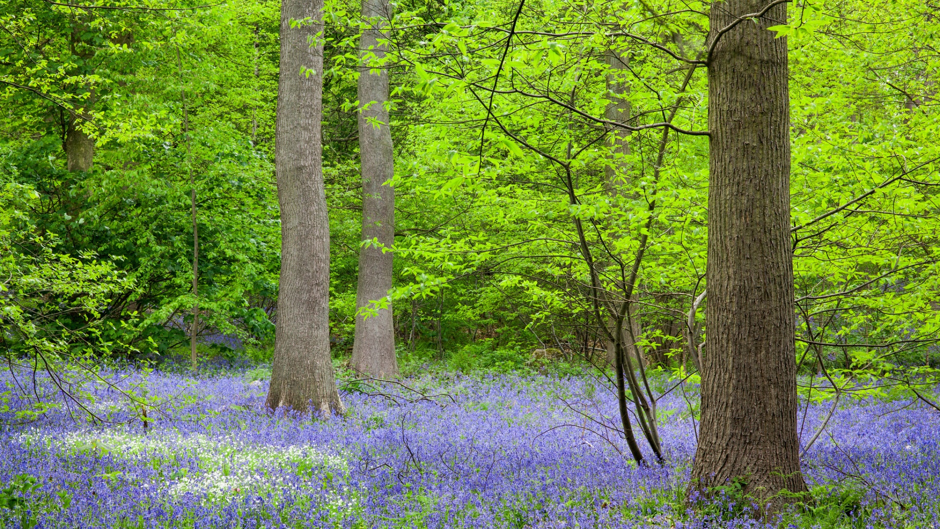 多款尺寸可选！清新自然灌木林风景电脑壁纸