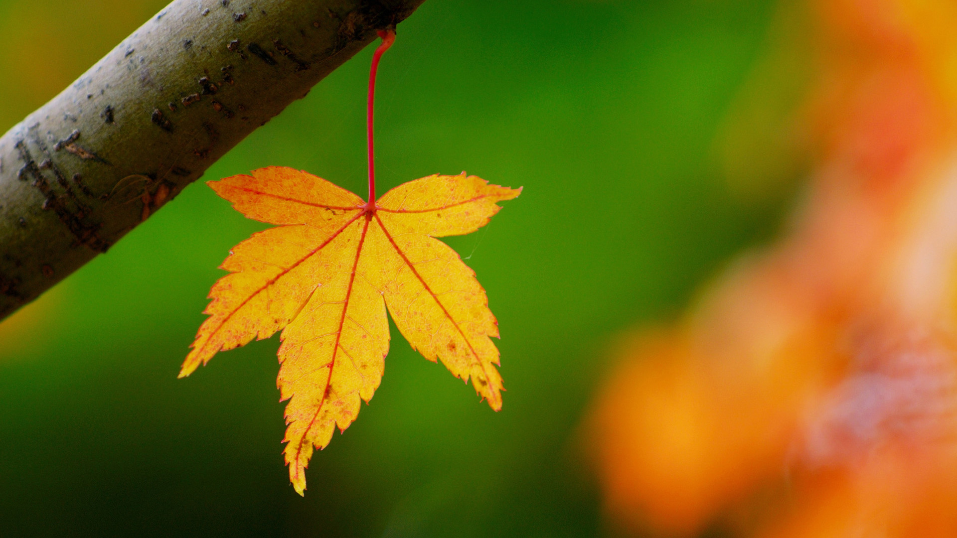 秋日枫叶氛围感壁纸来啦