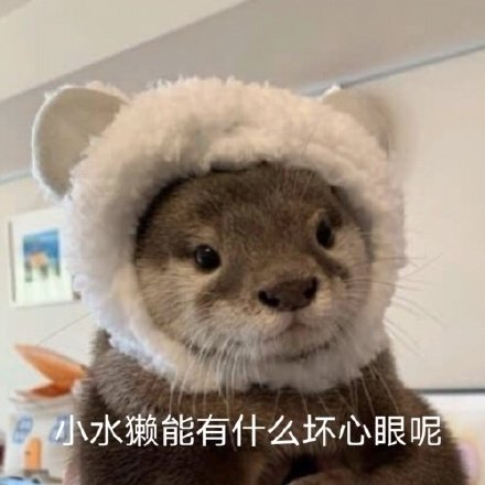 聊天斗图必备！小动物们能有什么坏心眼呢表情包合集