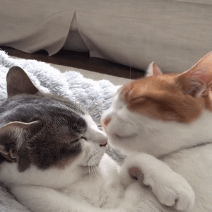 快来吸猫！这套Riepoyonn喵星人猫片表情包太治愈了