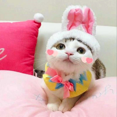 猫咪情侣头像来啦！28组高清可爱款一对两张