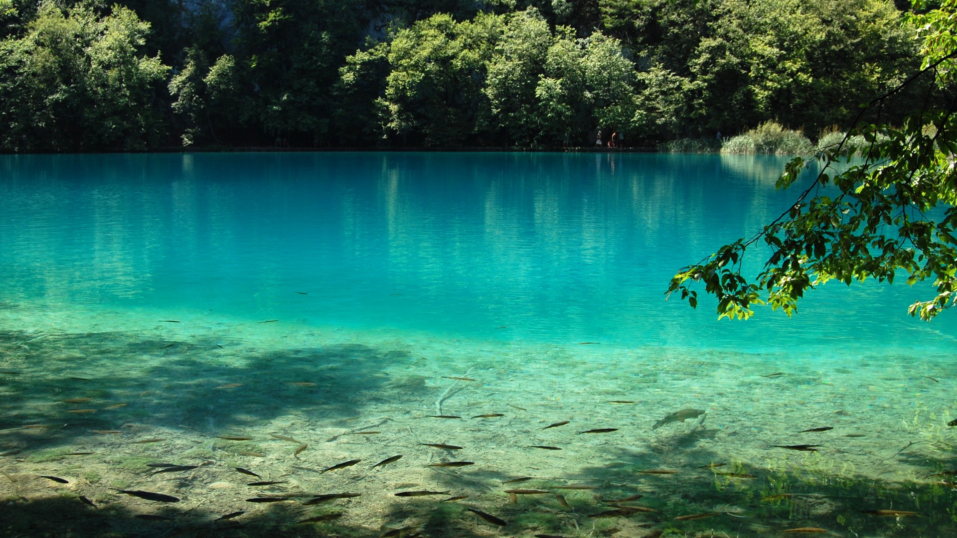 带游鱼的蓝湖自然风景电脑桌面壁纸