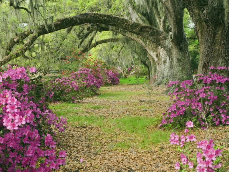 这款森林杜鹃风景电脑壁纸太治愈了！