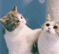 超甜亲亲猫猫动图！拿去撩对象刚刚好