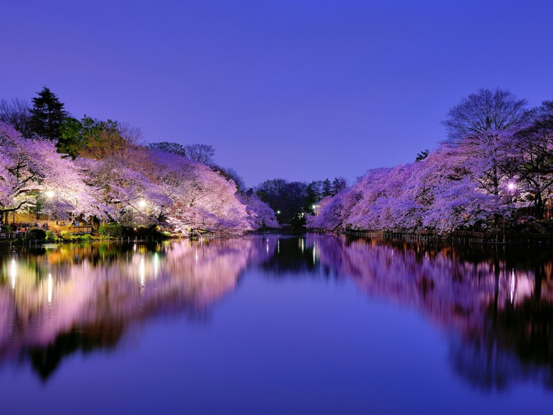 湖边樱影配华灯！这套动漫风电脑壁纸太绝了