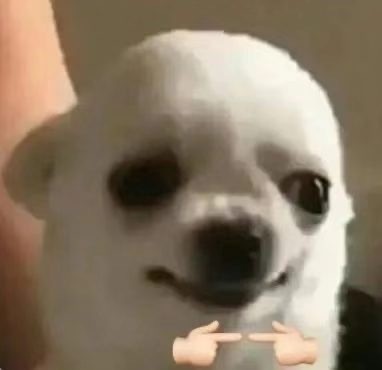 铲屎官集合！超萌猫猫狗狗揣手手表情包来啦