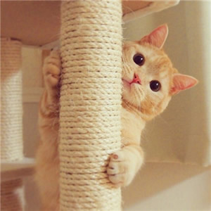 软萌拉满！12组猫狗情侣头像 一对两张超治愈