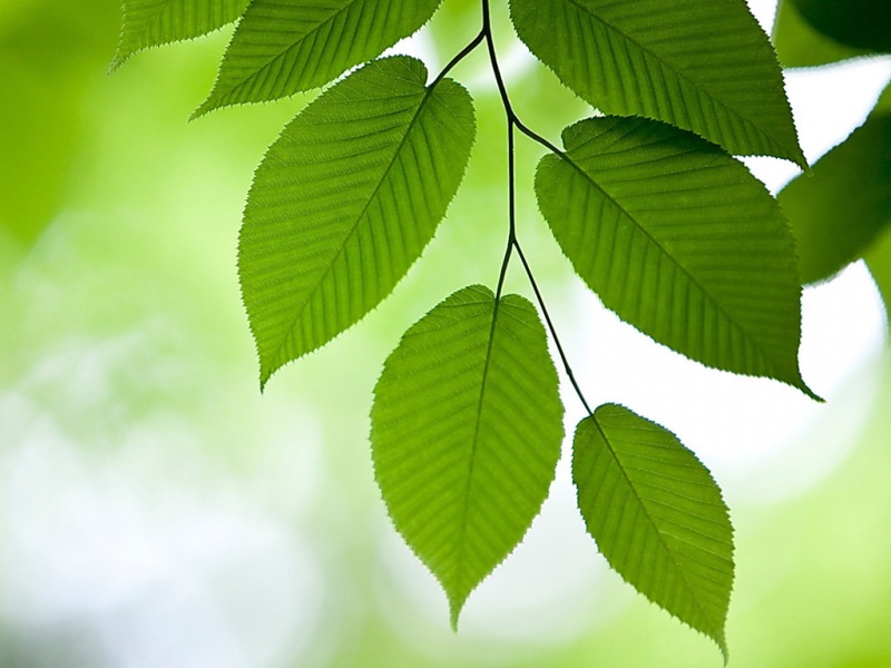 自然绿叶电脑桌面壁纸推荐 多款高清尺寸可选