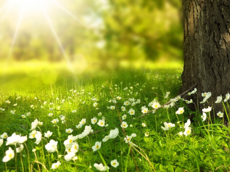 春日森林阳光风景电脑桌面壁纸分享
