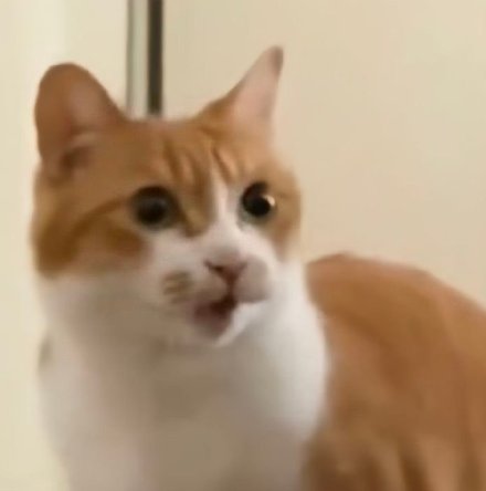 聊天斗图没文字？这款无字表情包合集超好用