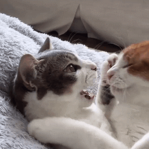 快来吸猫！这套Riepoyonn喵星人猫片表情包太治愈了