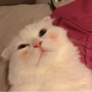 超萌猫系情侣头像！一左一右不带人高清图共14张