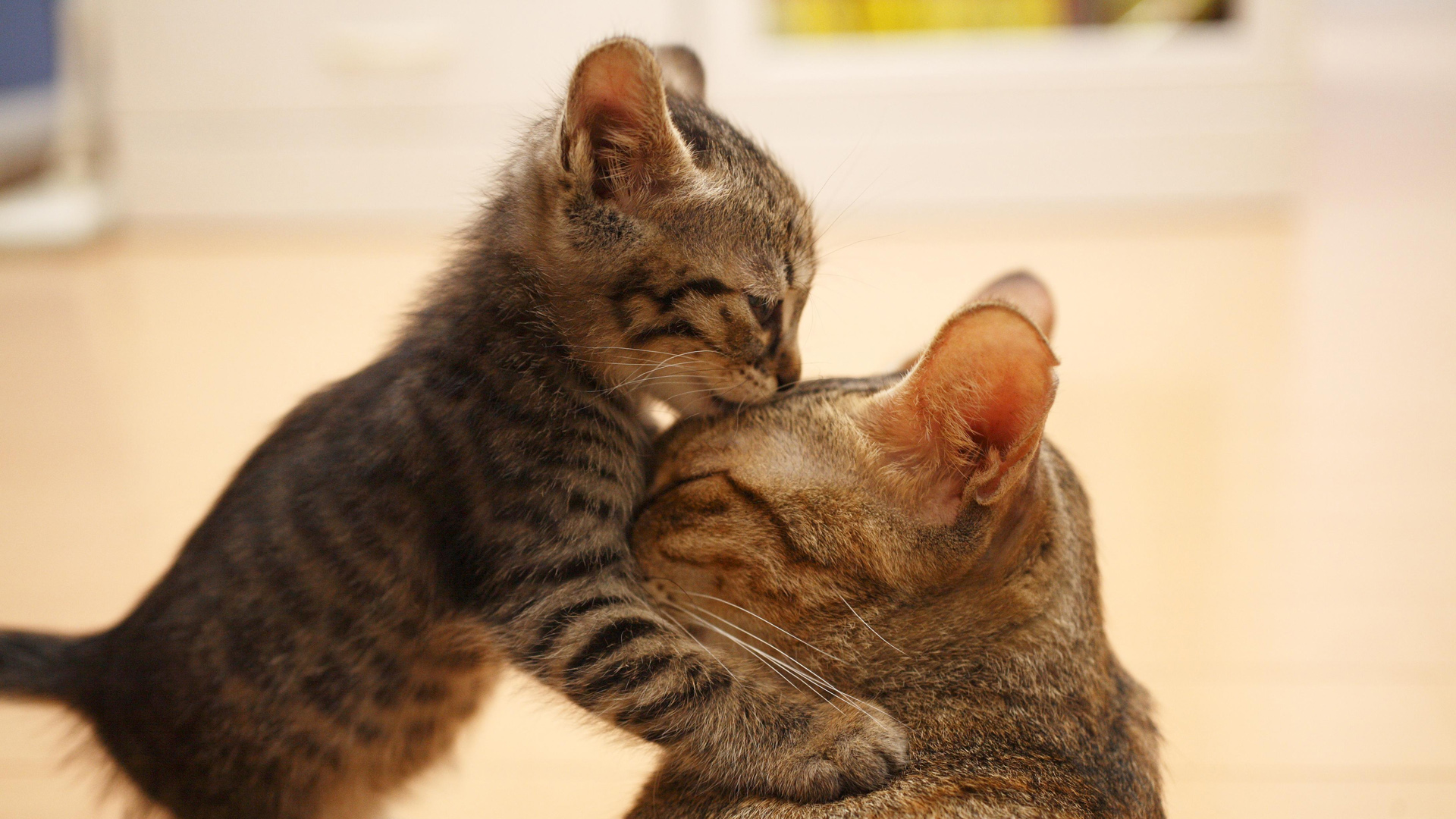 小猫贴贴贴！这组母子猫咪壁纸暖到心坎里啦