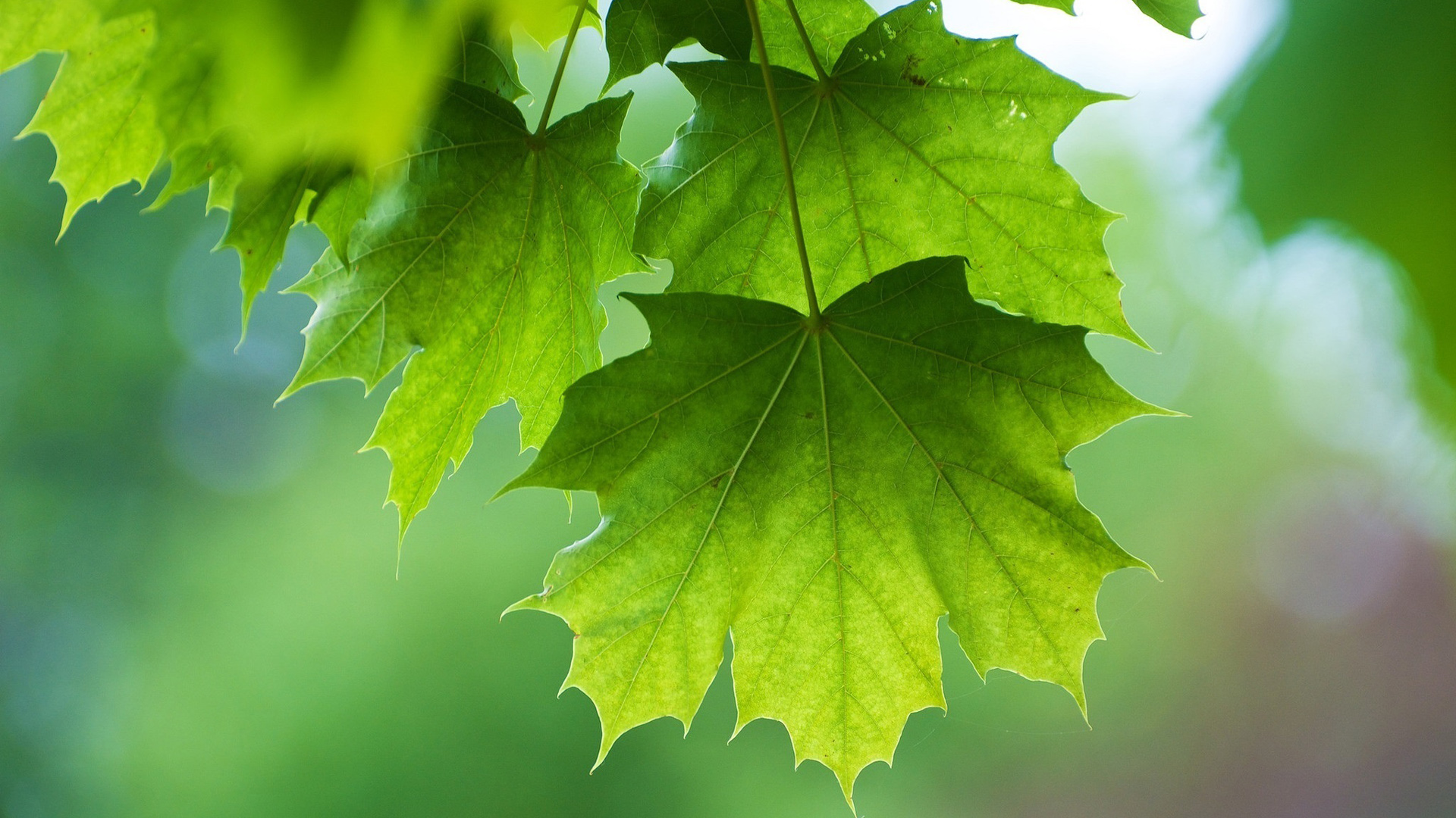 夏天用的护眼绿叶电脑桌面壁纸来啦