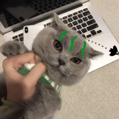 软萌猫咪情侣头像！18组一左一右高清可爱款