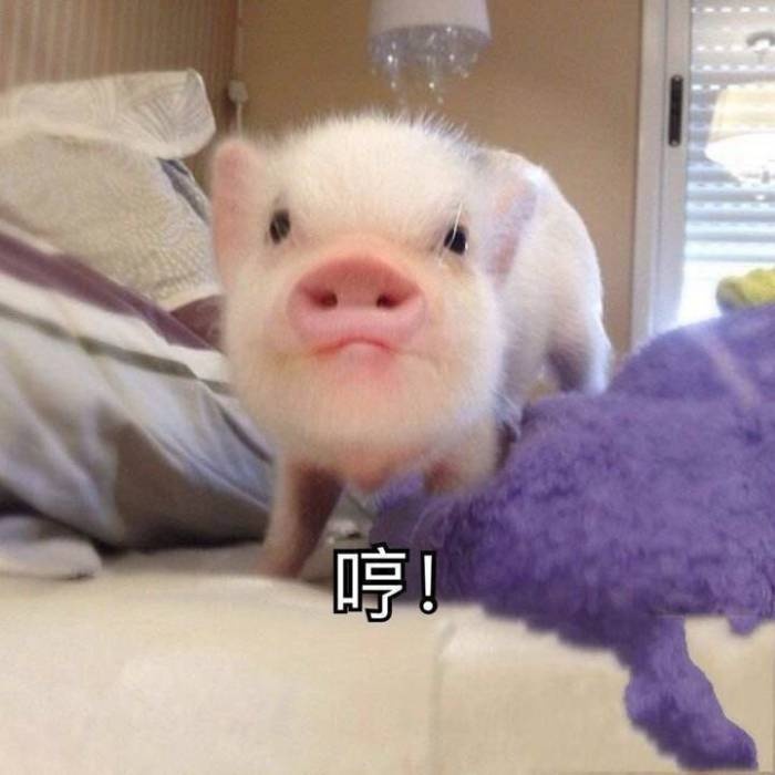 猪猪表情包合集来啦，快一起来吸猪！