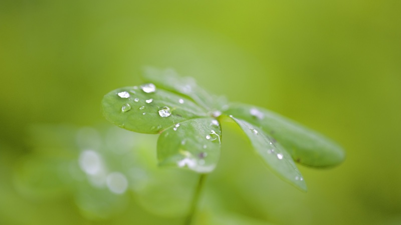 带露水的清新护眼叶子电脑壁纸