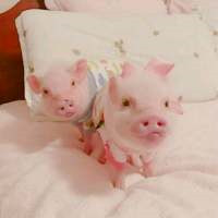 一左一右的可爱小猪情侣头像 20张真人感头像图合集