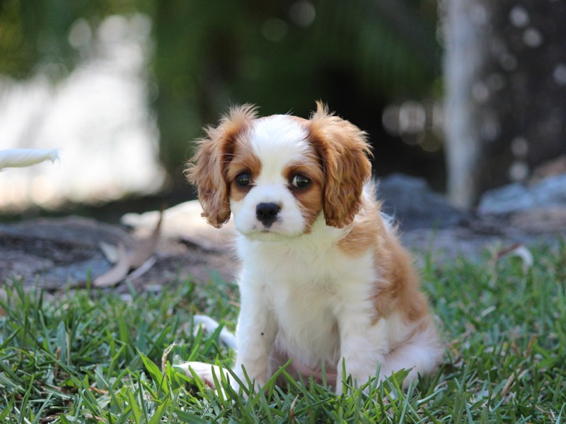 草地萌狗眼神壁纸合集！多款高清尺寸任你选