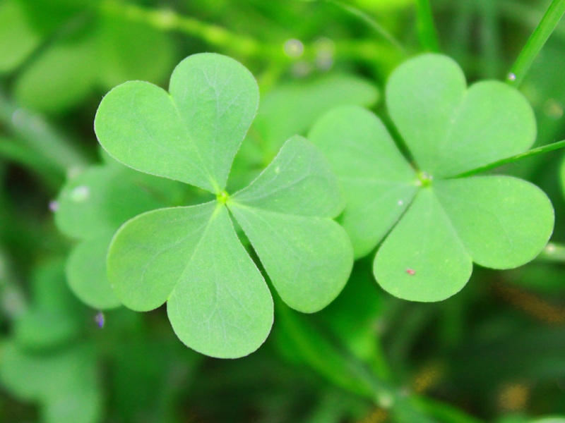 护眼又治愈！苜蓿三叶草绿叶自然风电脑桌面壁纸