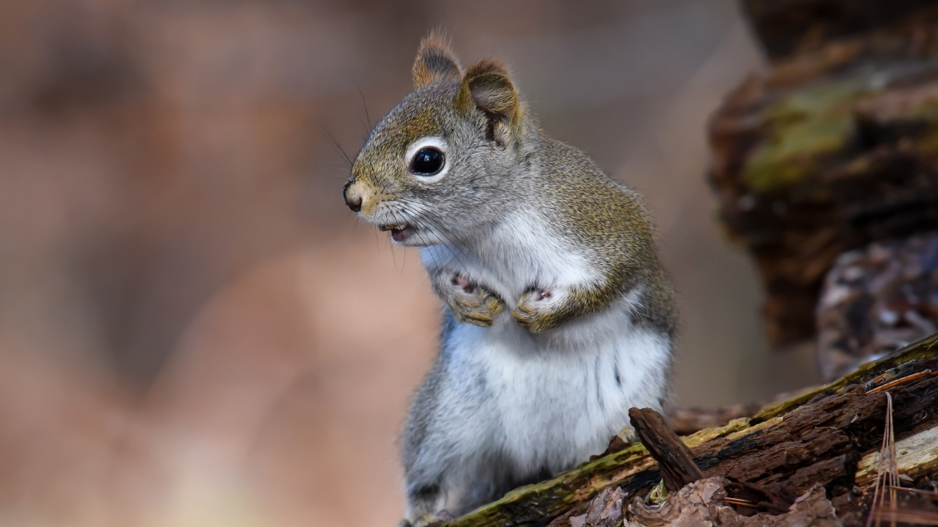 带着软萌眼神站在林间的松鼠 这款电脑壁纸太治愈了