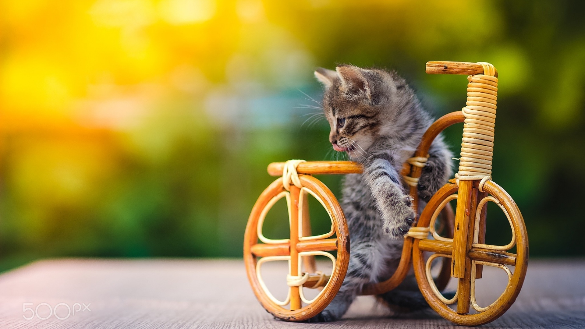 带自行车玩具的小猫电脑桌面壁纸 高清动物壁纸
