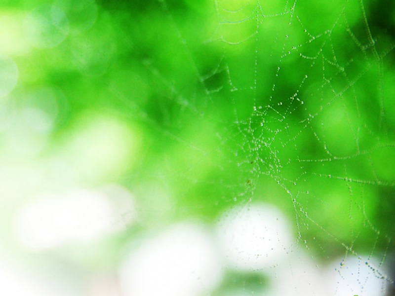 绿色蜘蛛网电脑桌面动漫壁纸推荐