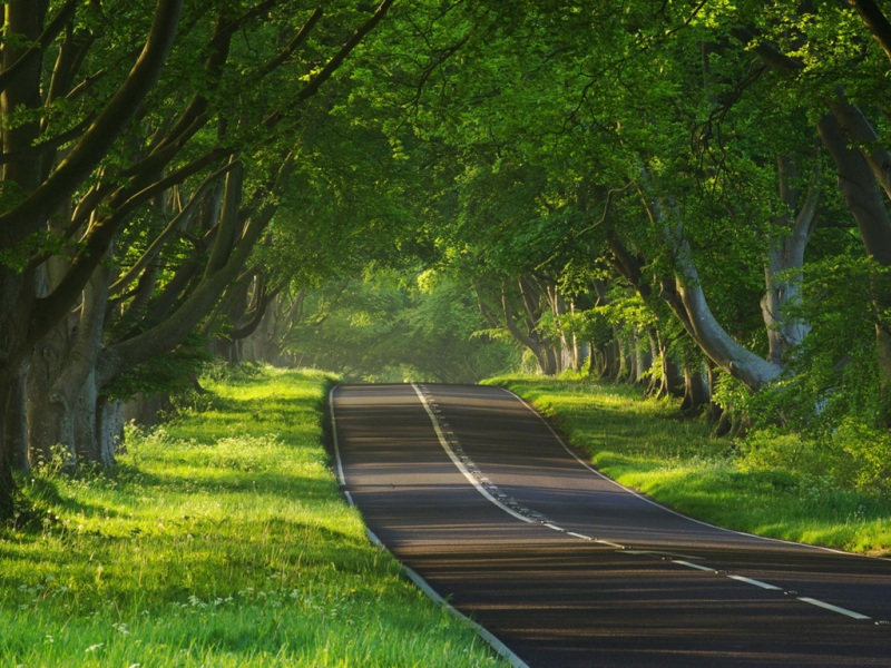 自然公路树林风景电脑动漫壁纸上新啦